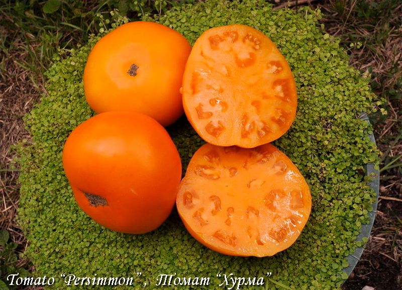 Tomat Hurma, Tomato Persimmon, Tomaatti Kaki